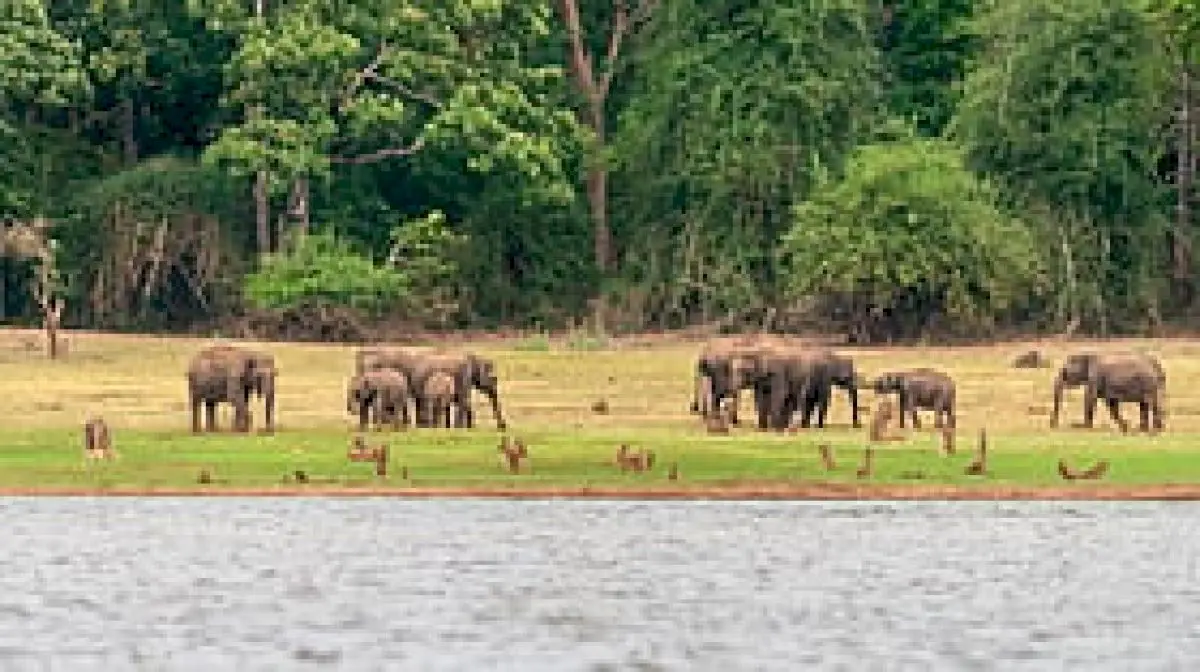 Karnataka launches elephant conflict mitigation in 20 forest divisions