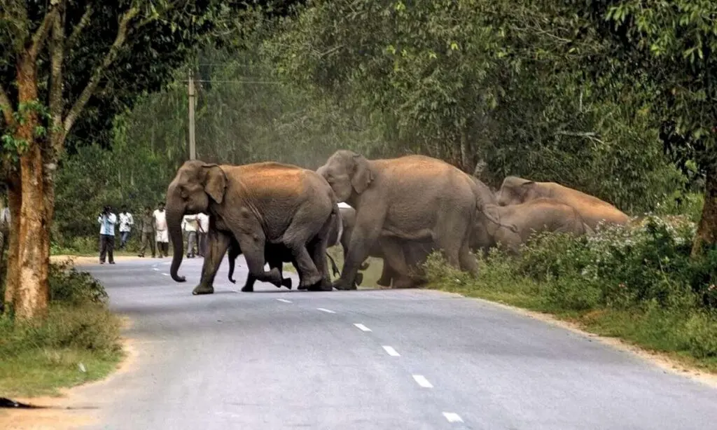 Assam weighs Vantara's three-centre wildlife rescue plan