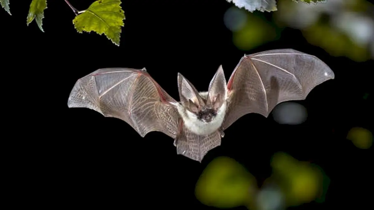 Bats have two copies of antibody genes, study finds