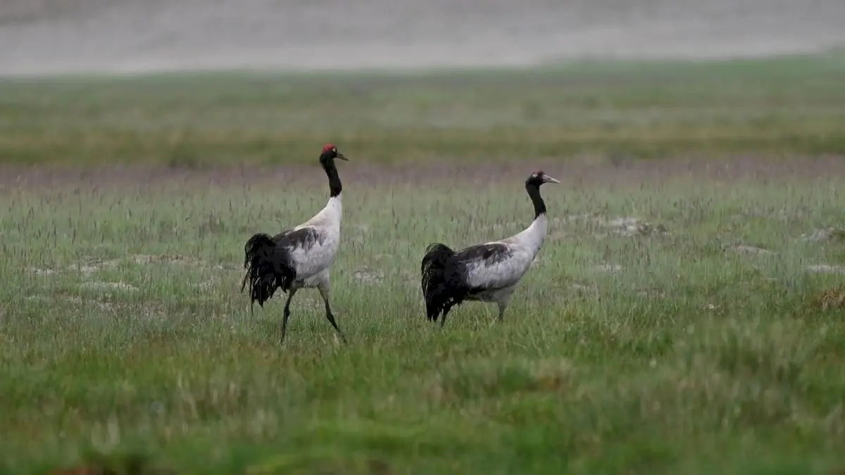 Over 2,950 dogs sterilised to save Black-necked Cranes in Ladakh