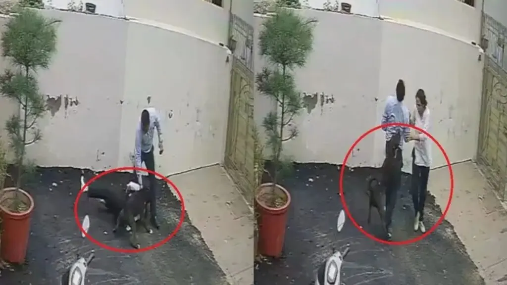Patiala couple mauled by pitbull, seek justice