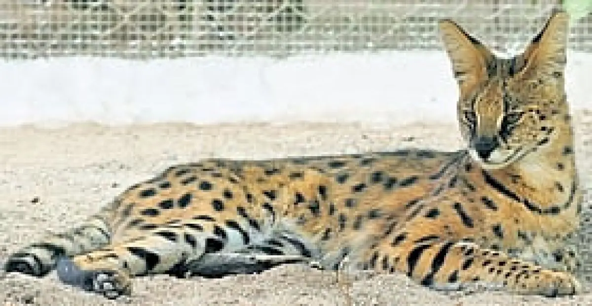 Seven African serval cats seized from Erode farm