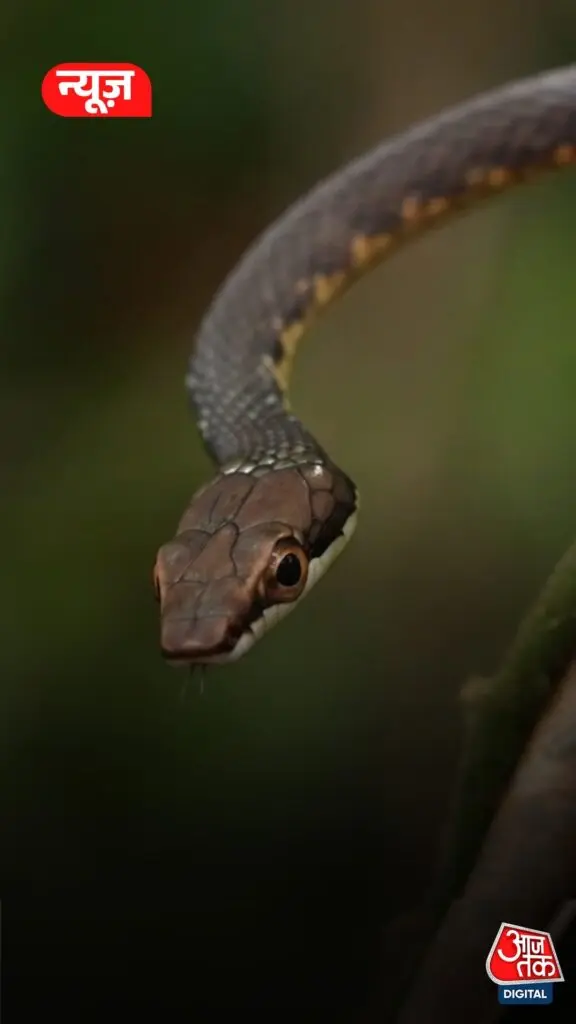 Gwalior police constable survives two snake bites with AI help