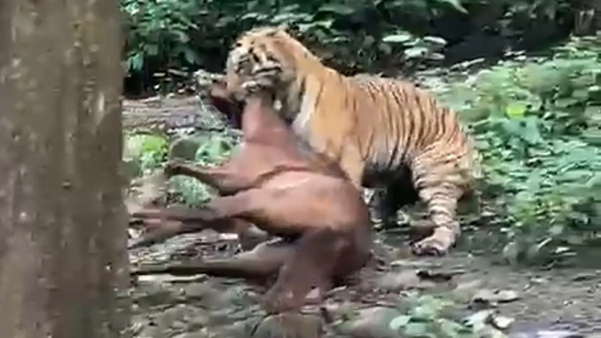Tiger drags horse into forest near Ramnagar, video surfaces