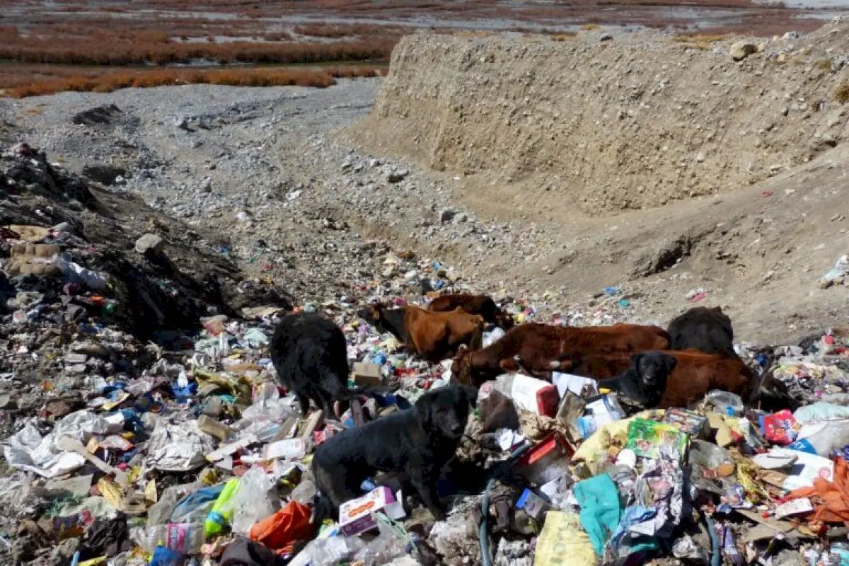 Free-ranging dogs top threat to Spiti livestock, study finds