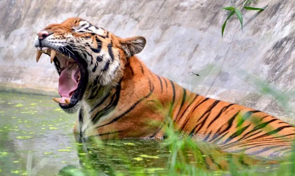Similipal tiger population rises from 5 to 35 in 12 years