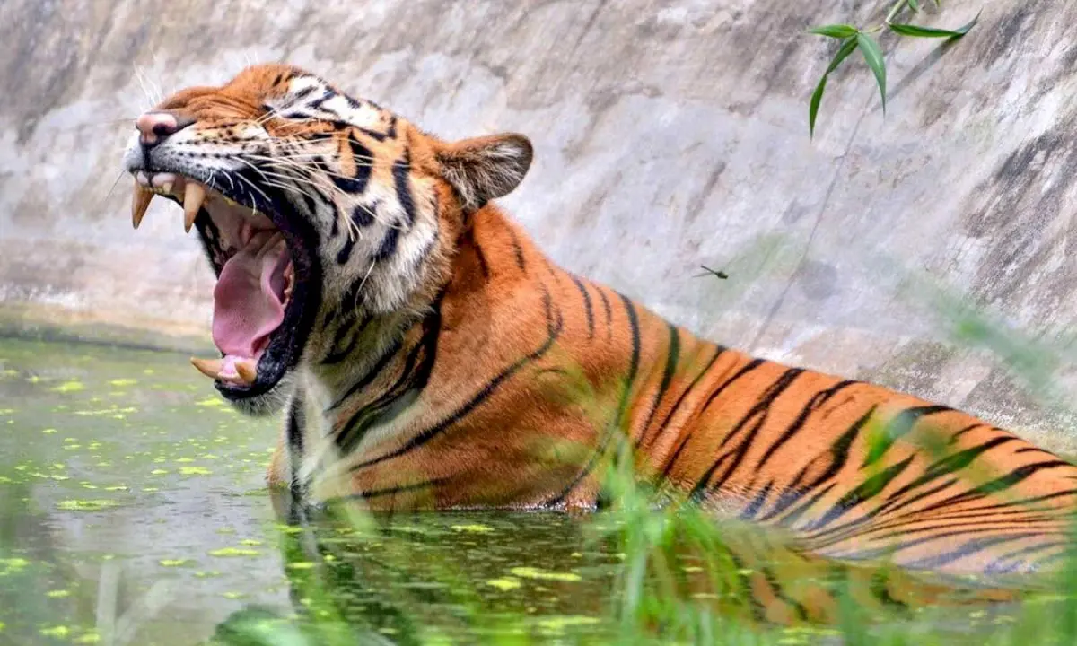 Similipal tiger population rises from 5 to 35 in 12 years