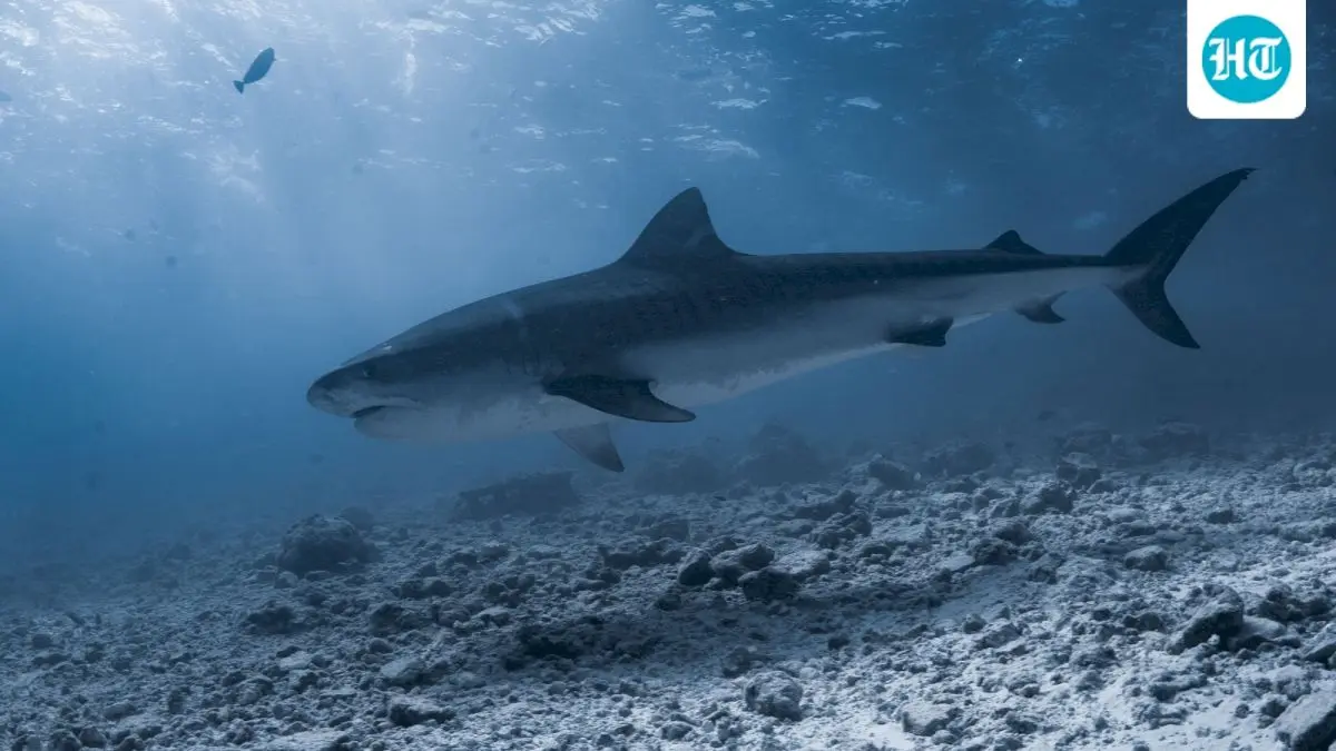 Maine lifeguard dragged underwater by shark, survives