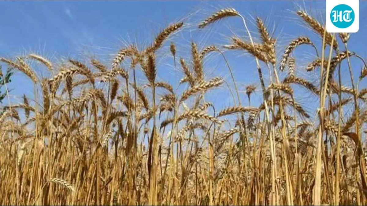Haryana's wheat MSP beneficiaries double to 6 lakh in 5 years