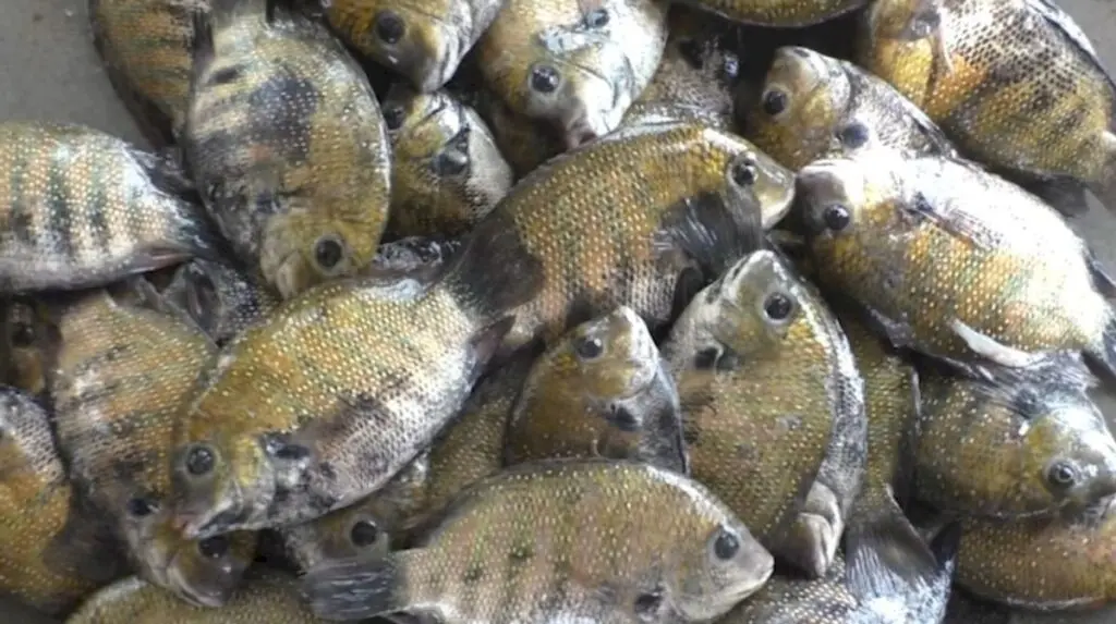 Andhra fish floods Odisha markets as Chilika catch falls