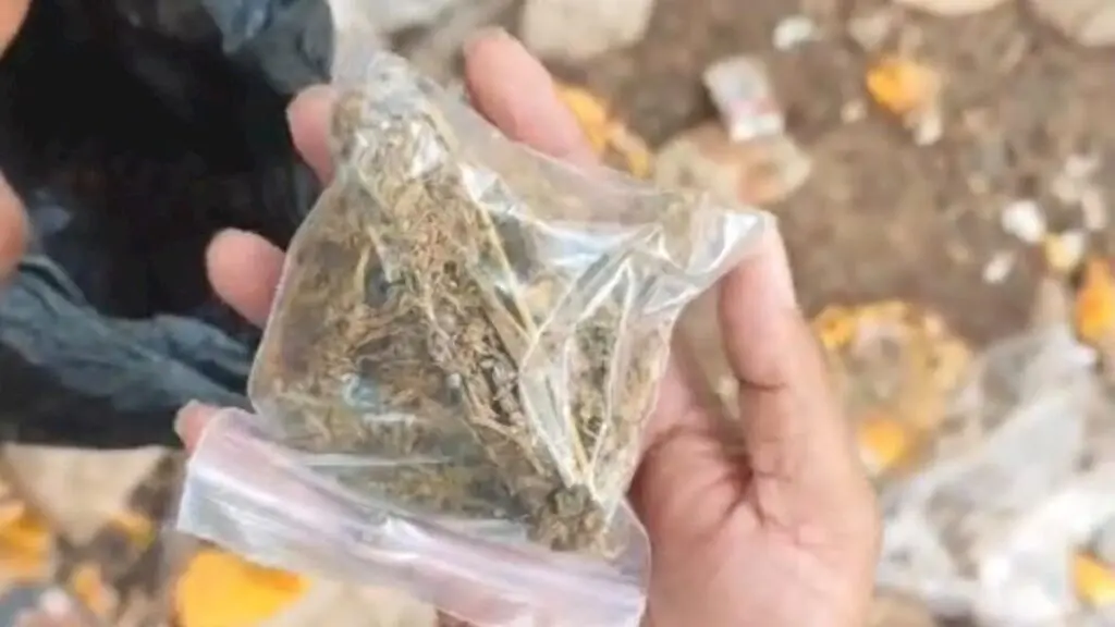 Drug raid turns chaotic: brothers unleash dogs, stab cop, flee rooftops