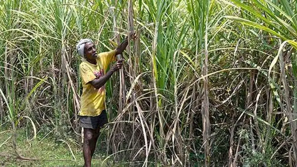 ISMA partners with ICAR for Rs 80 crore sugarcane seed centre