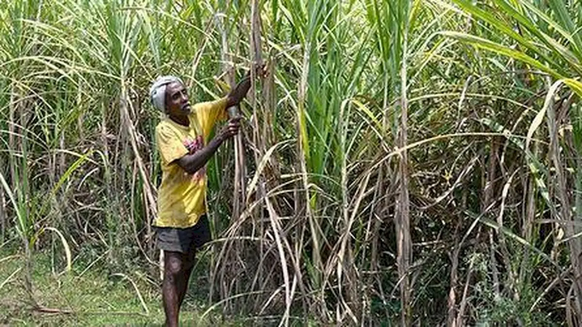 ISMA partners with ICAR for Rs 80 crore sugarcane seed centre
