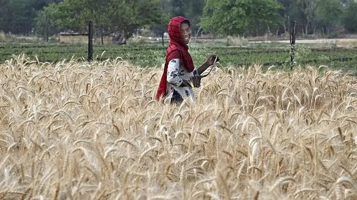 El Nino threatens rice, sugar, coffee; India holds strong buffers
