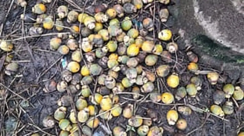 Rot disease hits arecanut in 40 Karnataka villages