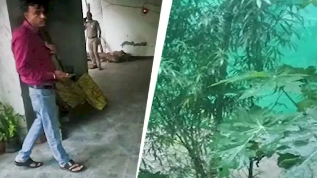 Bhopal labourer arrested for growing 12 cannabis plants at construction site