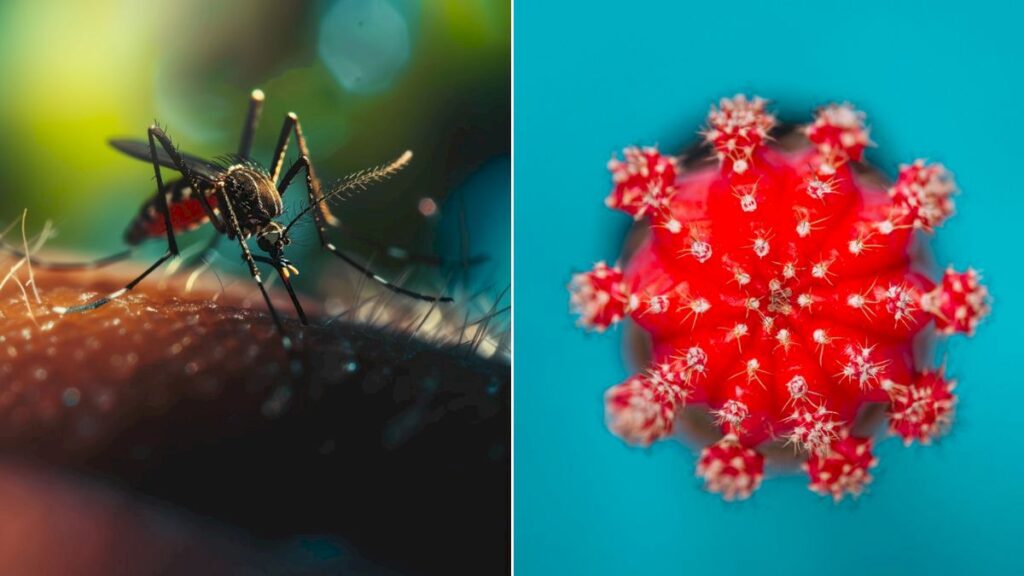 Delhi Hospitals Report 1,389 Dengue Cases, 1,344 H1N1 Cases