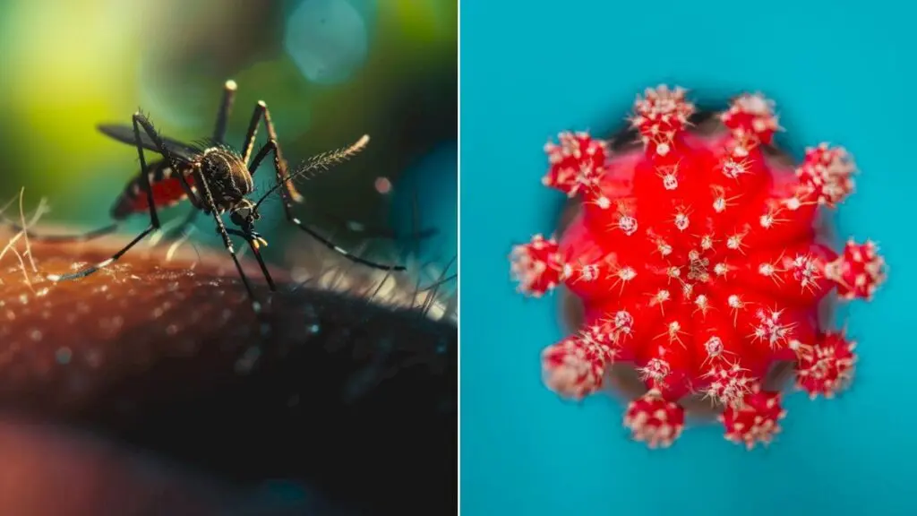 Delhi Hospitals Report 1,389 Dengue Cases, 1,344 H1N1 Cases