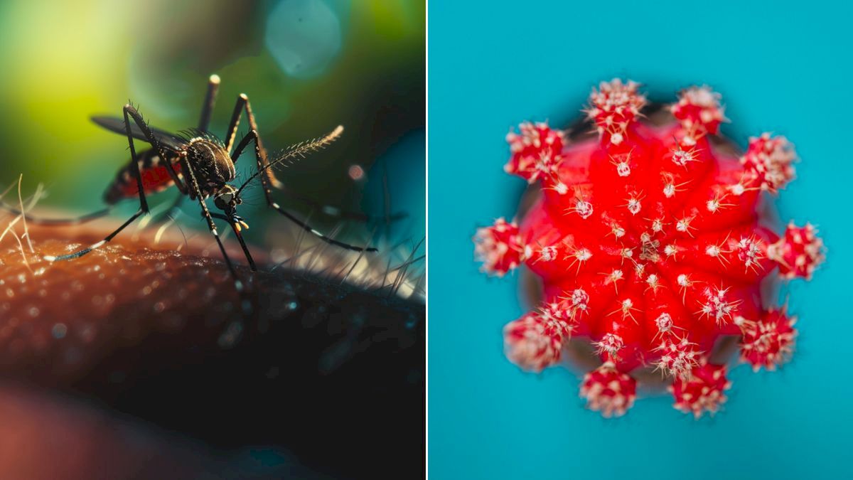 Delhi Hospitals Report 1,389 Dengue Cases, 1,344 H1N1 Cases
