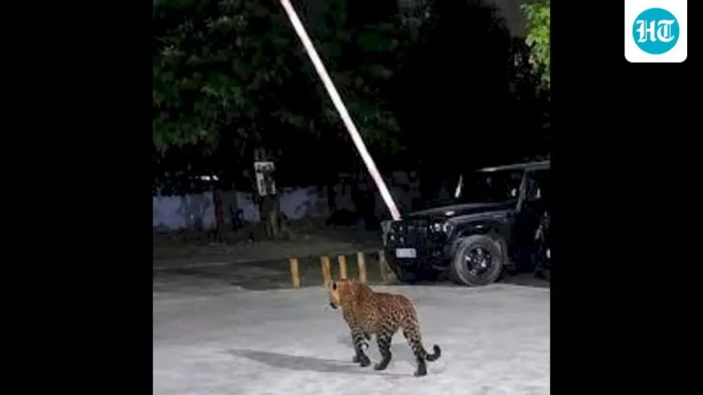 J&K wildlife department issues advisory after rise in leopard attacks