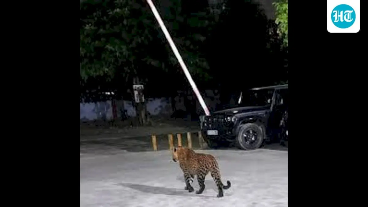 J&K wildlife department issues advisory after rise in leopard attacks