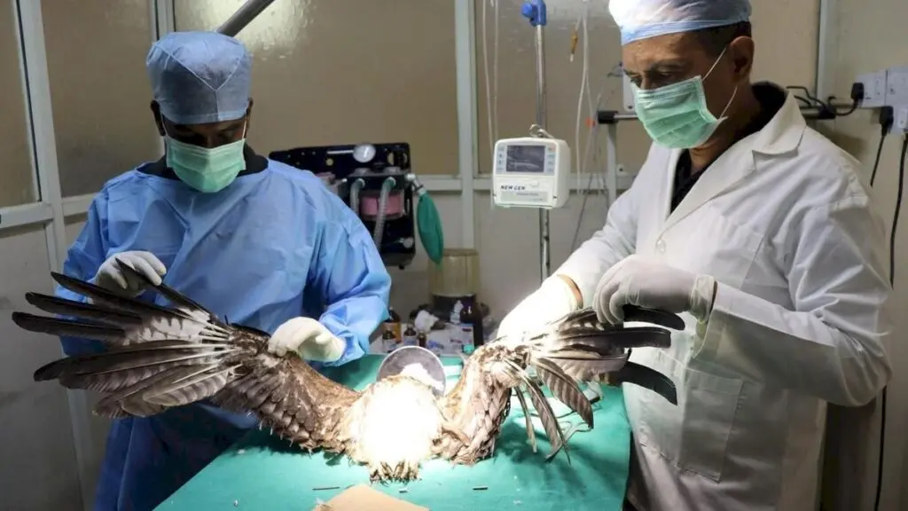 PfA: 30 years of animal rescues, prosthetics, feather implants