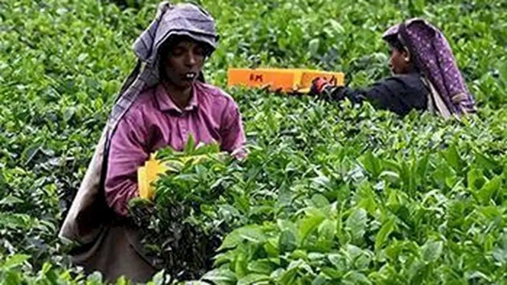 West Asia peace lifts orthodox tea demand at Kochi auctions