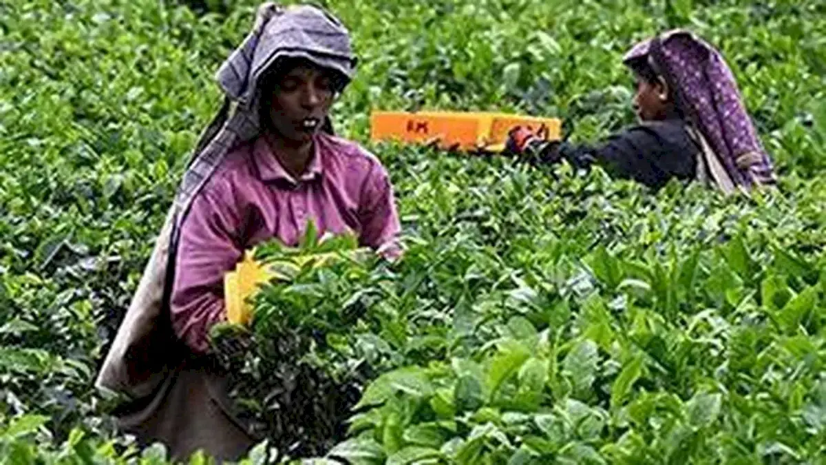 West Asia peace lifts orthodox tea demand at Kochi auctions