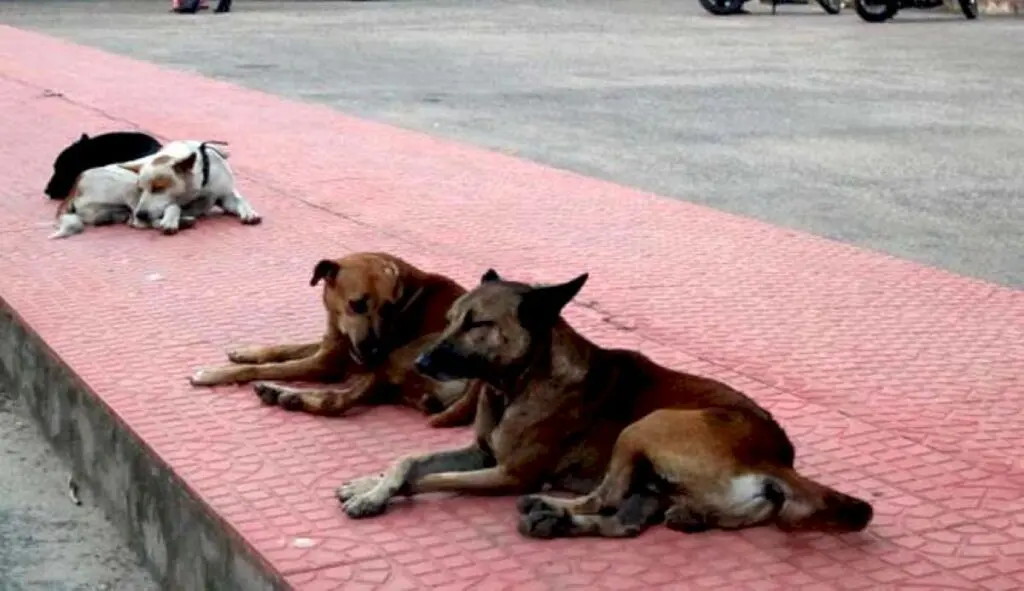 Bombay HC orders Maharashtra to aggressively sterilise stray dogs