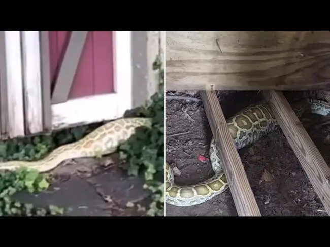 8-foot Burmese python found under New Jersey shed, X-ray shows opossum