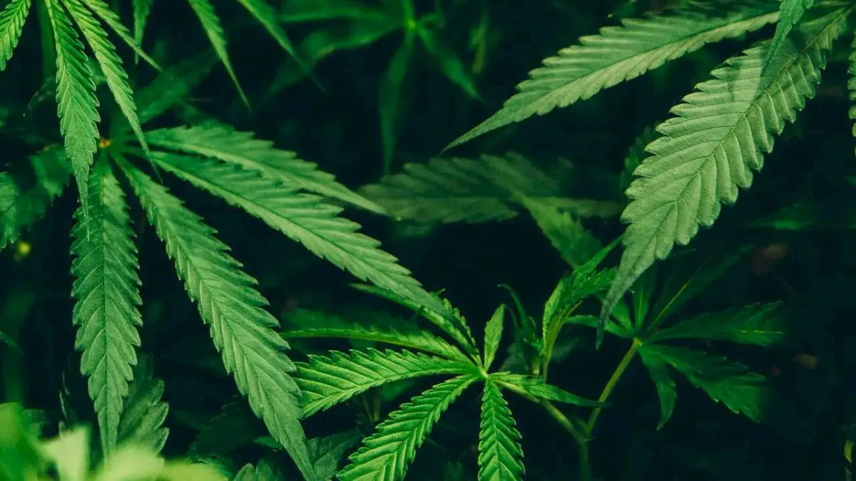 Odisha cracks down on cannabis on government land