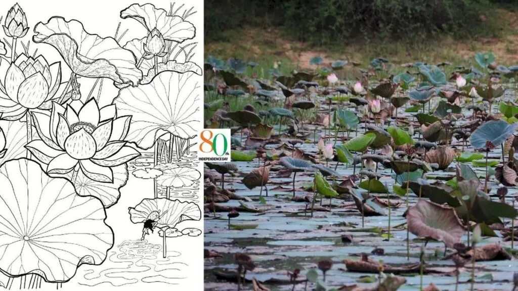 Slow travel in India: hidden lotus pond and craft villages