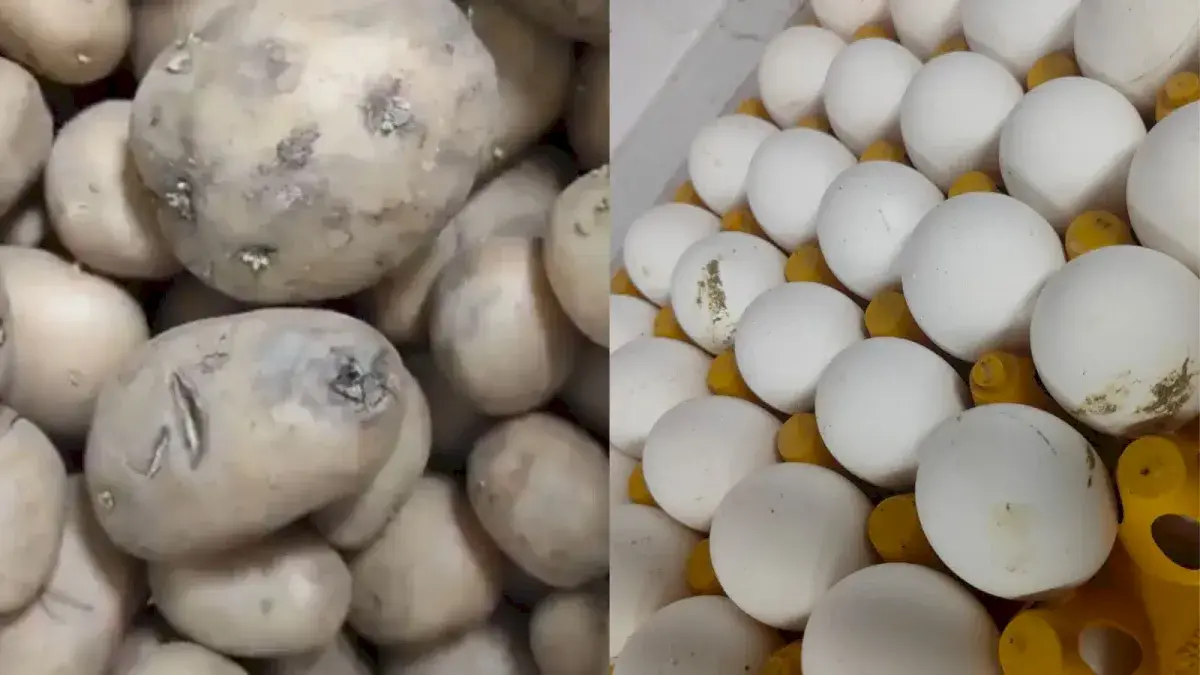 Theobroma raid in Hyderabad finds mould, pests, expired food