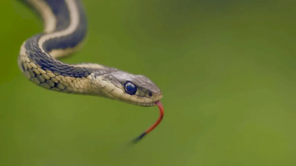 Eight-year-old dies after snakebite at Telangana government school