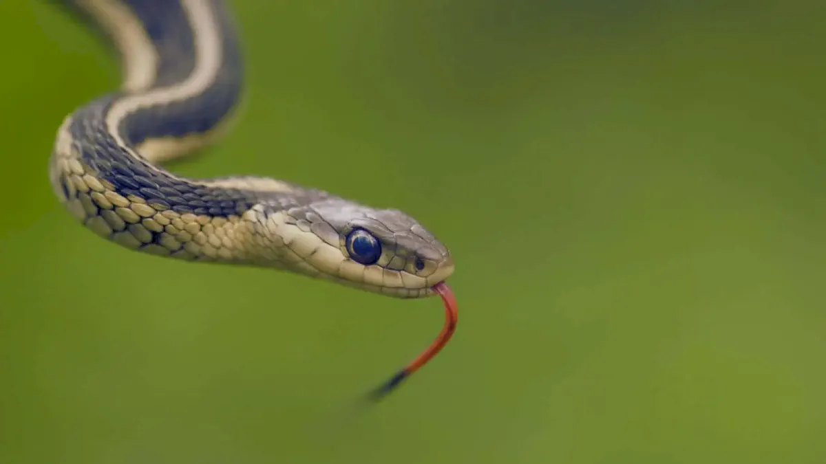 Eight-year-old dies after snakebite at Telangana government school