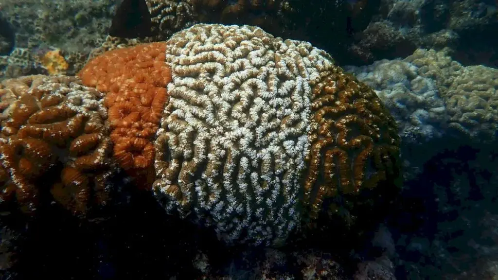 Natural tricolour coral found in Lakshadweep waters