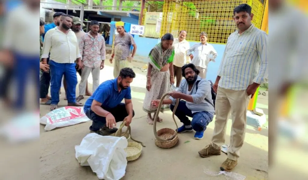 Seven snakes rescued from charmers ahead of Nagapanchami
