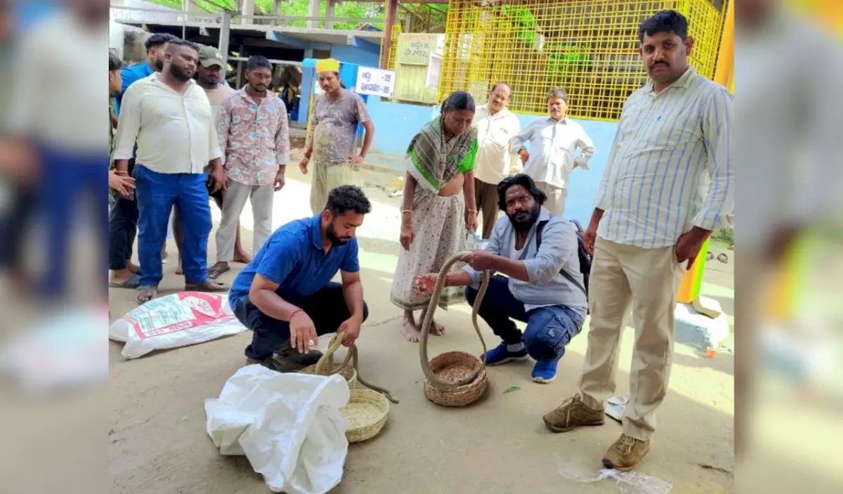 Seven snakes rescued from charmers ahead of Nagapanchami