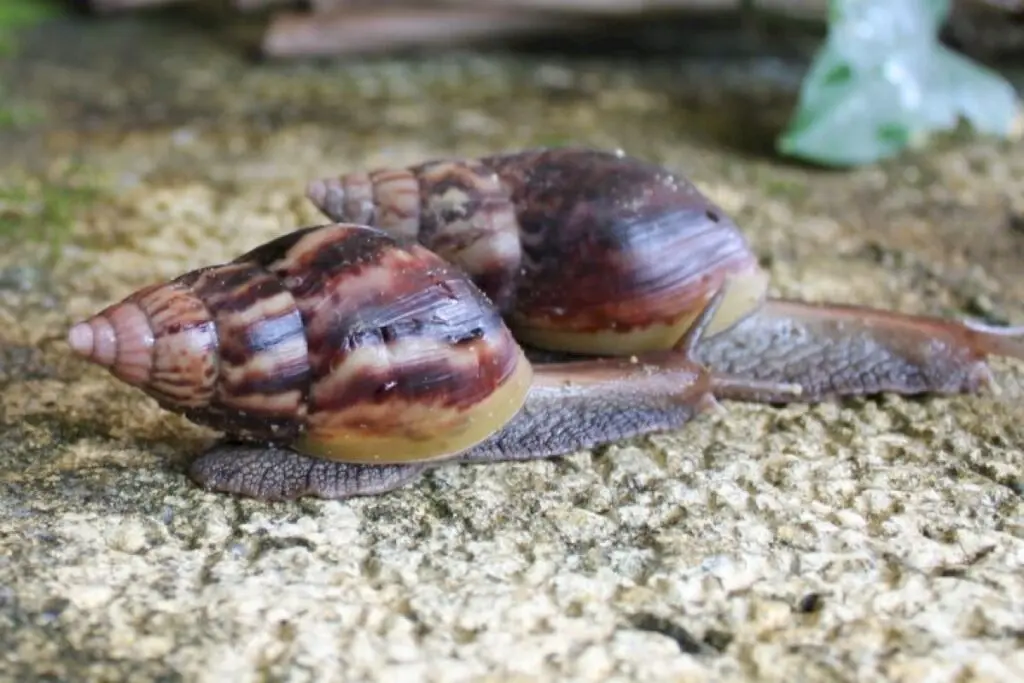 Study: Invasive species hit India harder than wealthy nations