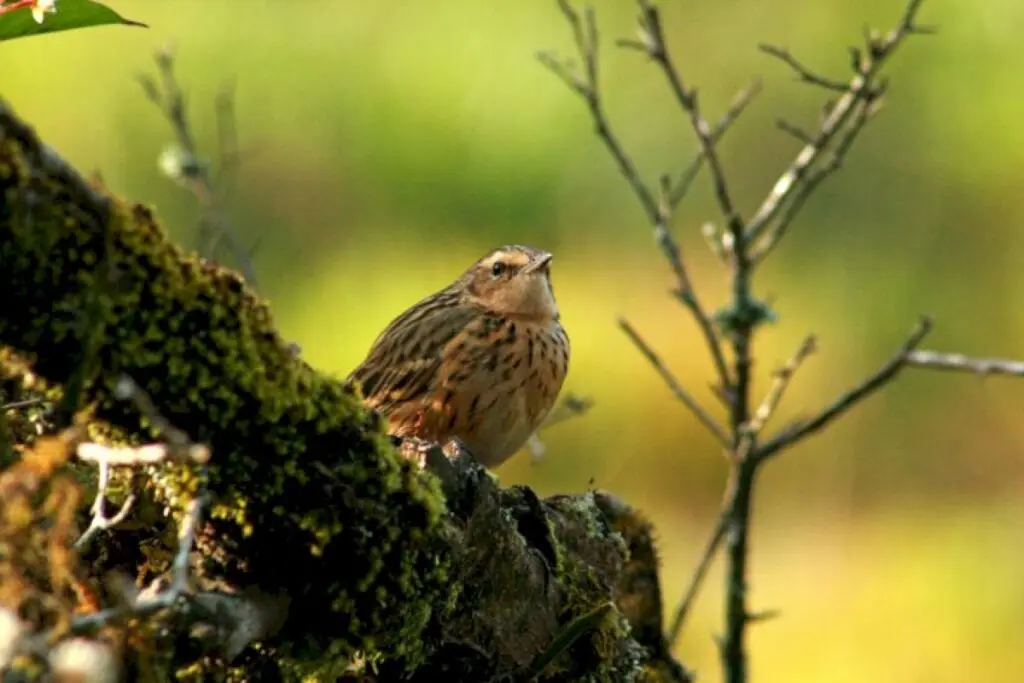 Shrinking Nilgiri grasslands disrupt endemic birds’ movements, study finds