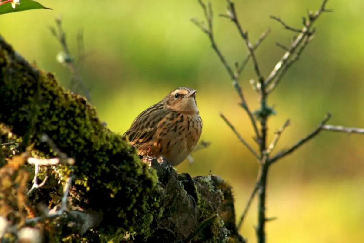 Shrinking Nilgiri grasslands disrupt endemic birds’ movements, study finds