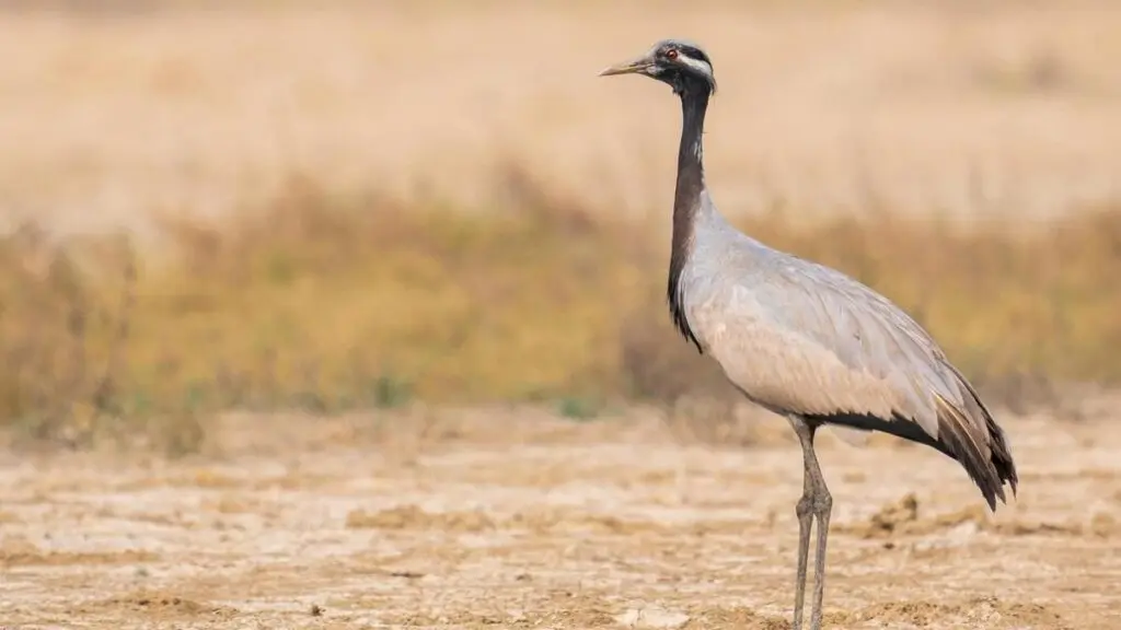 Lone Demoiselle Crane recorded in Chennai for the first time