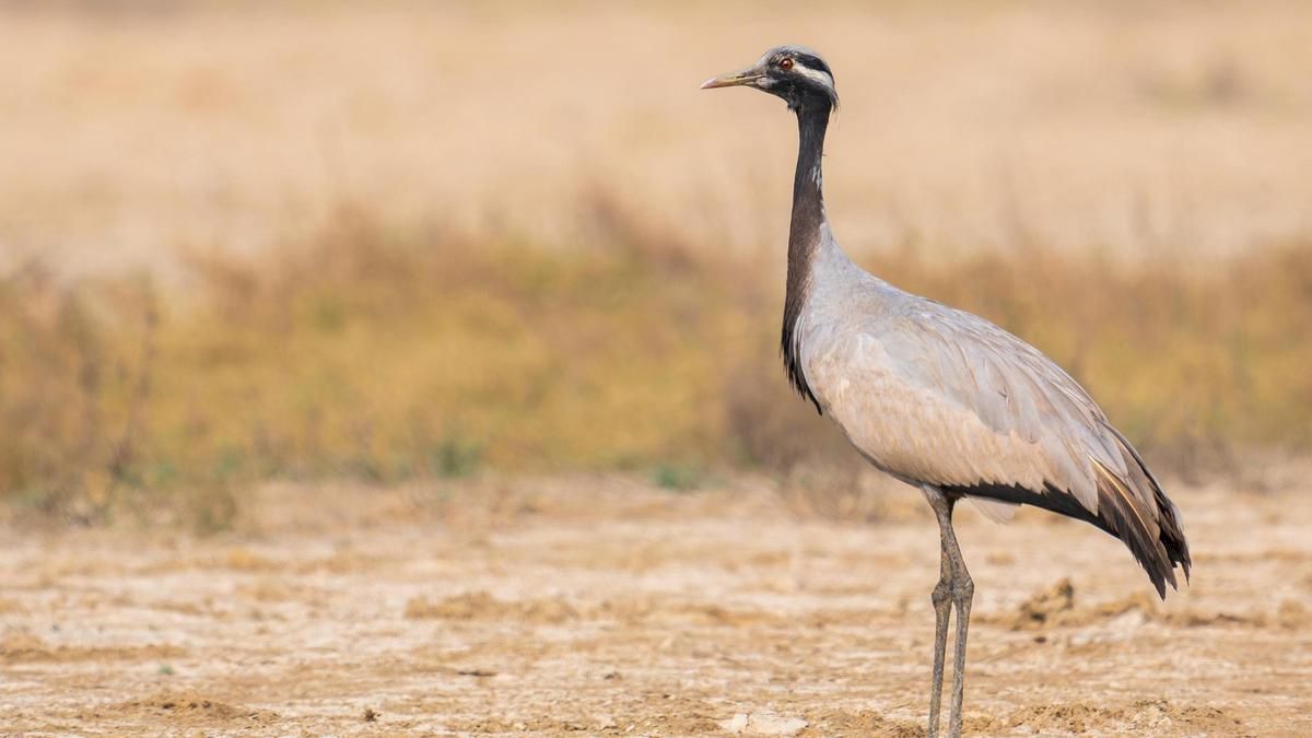 Lone Demoiselle Crane recorded in Chennai for the first time