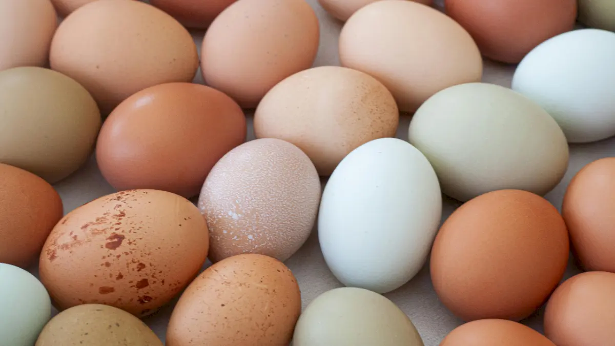 US recalls 1.6 million dozen eggs over salmonella outbreak