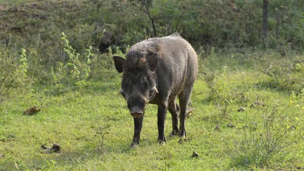 10 wild boars dead in Kerala’s Kasaragod over two weeks
