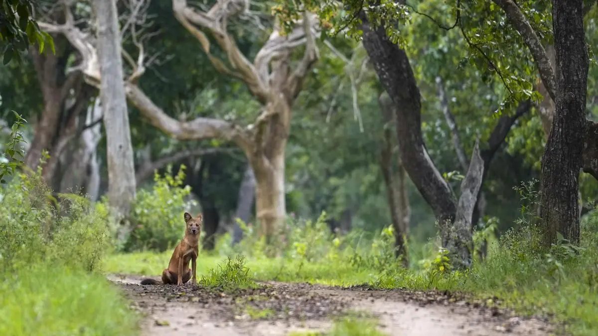 Three suspected poachers killed in Karnataka forest firing