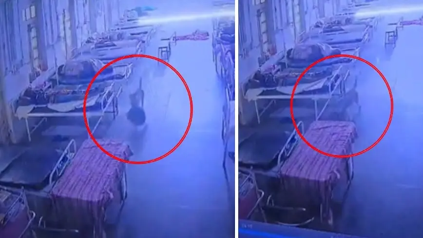 Dog steals Rs 4 lakh jewellery bag from Mandsaur hospital, police recover