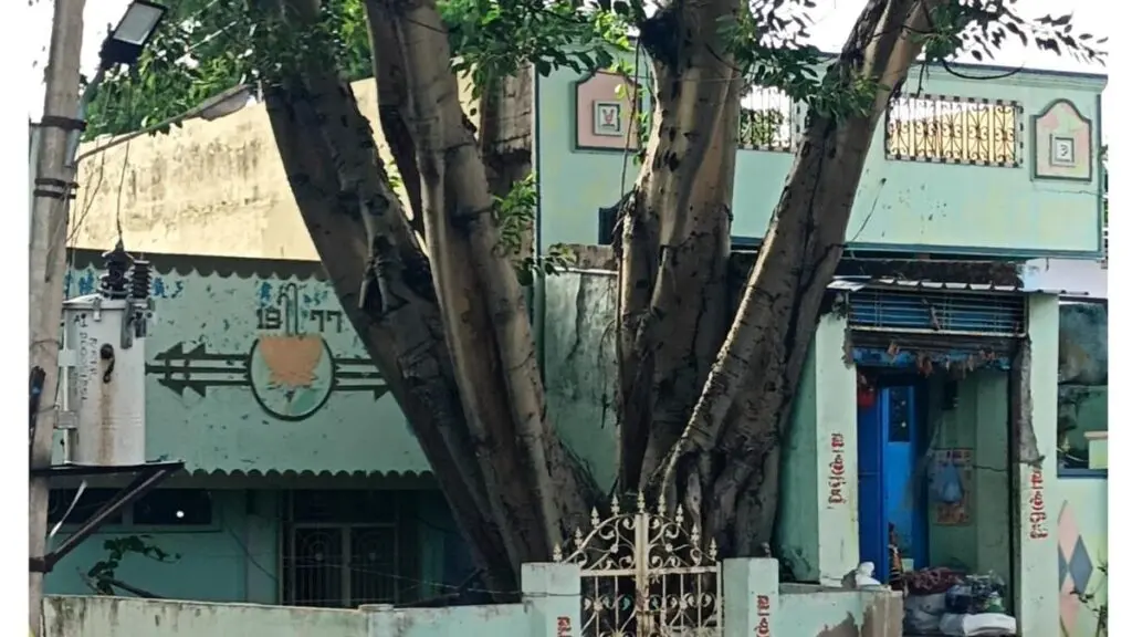 Telangana village unites to save 75-year-old Peepal tree on private land