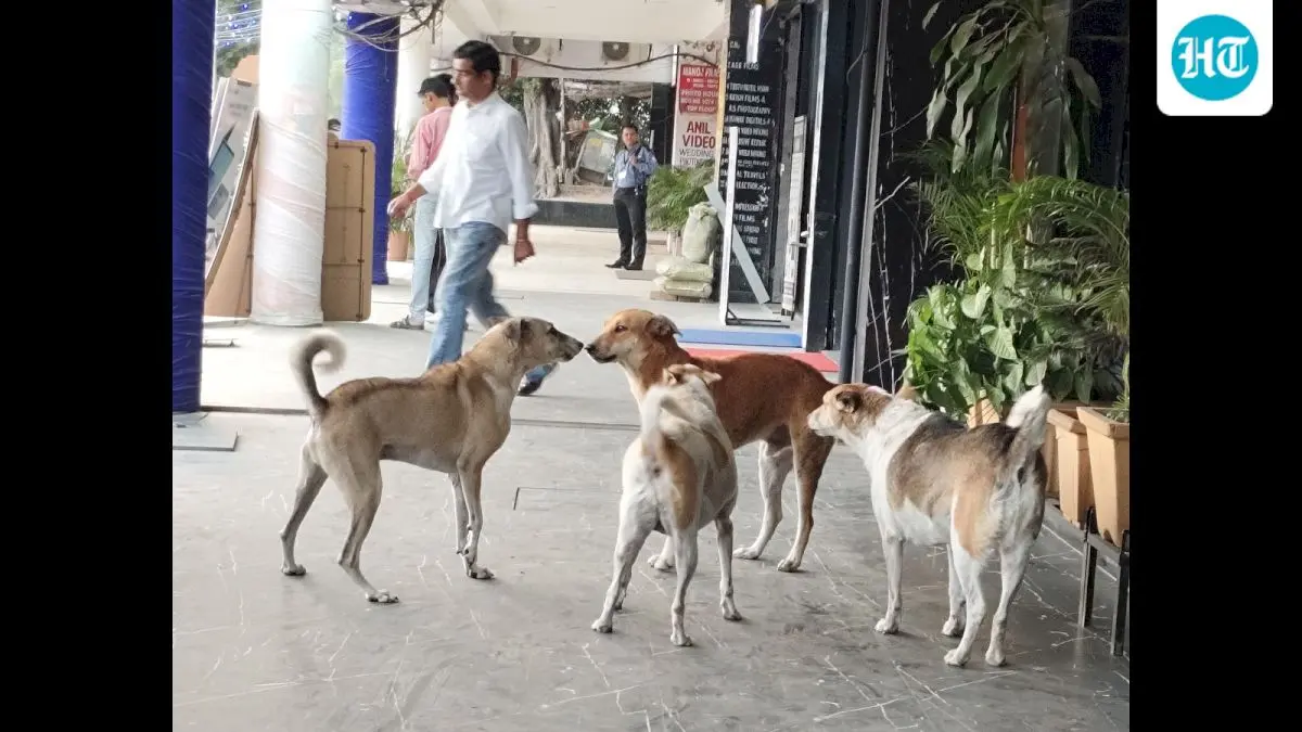 Mohali proposes 47 designated feeding points for community dogs