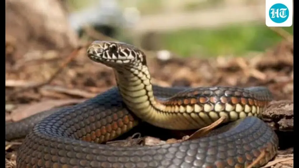 Snakebite cases surge, patients flock to Lucknow from districts